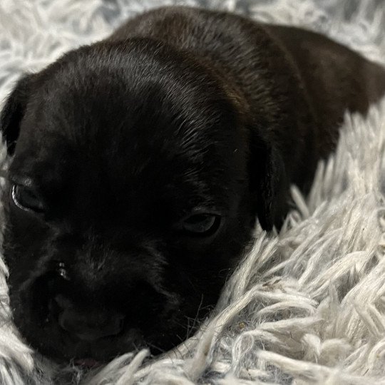 chiot Staffordshire bull terrier Bringée noire Valkyrie Du clan de Sparte