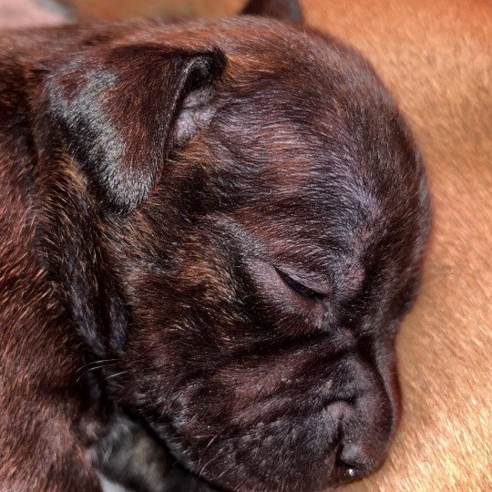 chiot Staffordshire bull terrier Bringée noire Valkyrie Du clan de Sparte