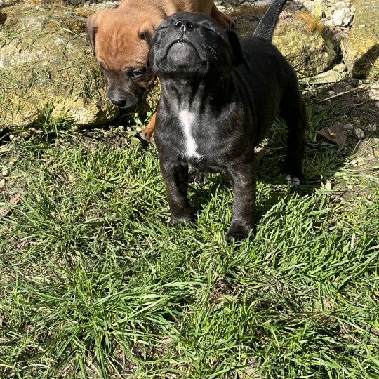 Valkyrie Du clan de Sparte Femelle Staffordshire bull terrier