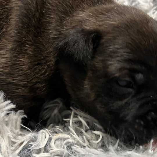 chiot Staffordshire bull terrier Bringé Vold Du clan de Sparte