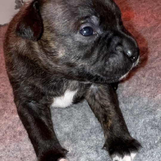 chiot Staffordshire bull terrier Bringé Vold Du clan de Sparte