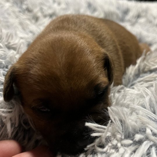 chiot Staffordshire bull terrier Fauve masque noir Valraven Du clan de Sparte