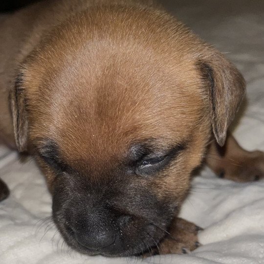 chiot Staffordshire bull terrier Fauve masque noir Valraven Du clan de Sparte