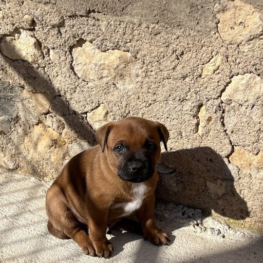 chiot Staffordshire bull terrier Fauve masque noir Valraven Du clan de Sparte