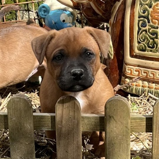 Valraven Du clan de Sparte Mâle Staffordshire bull terrier
