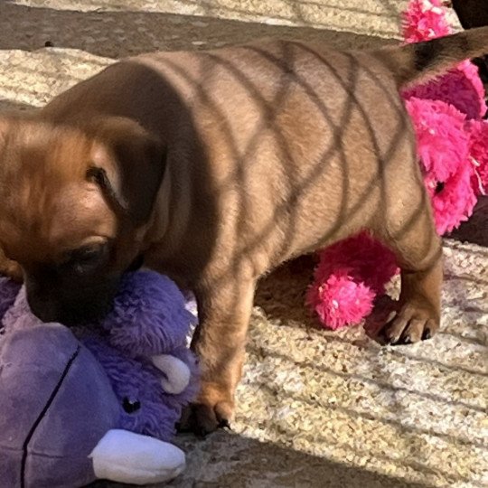 chiot Staffordshire bull terrier Fauve masque noir Vidolf Du clan de Sparte