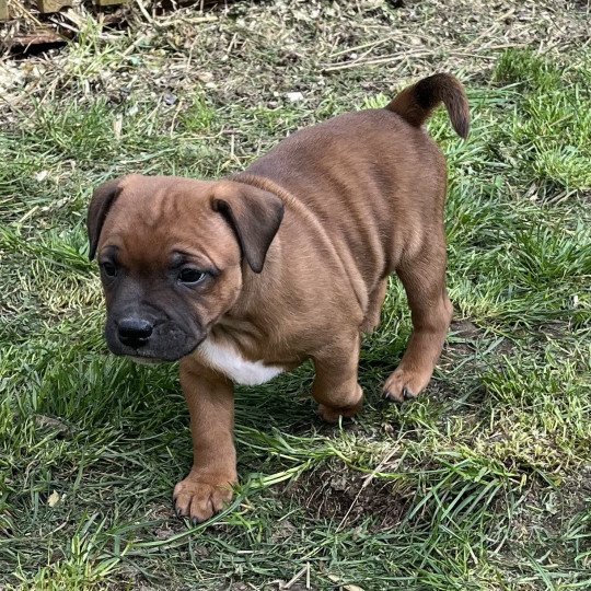 chiot Staffordshire bull terrier Fauve masque noir Vidolf Du clan de Sparte