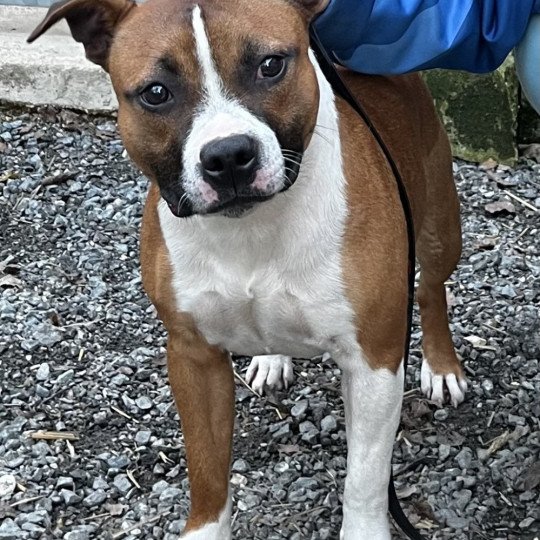 chien Staffordshire bull terrier Pie rouge Valhalla Du clan de Sparte