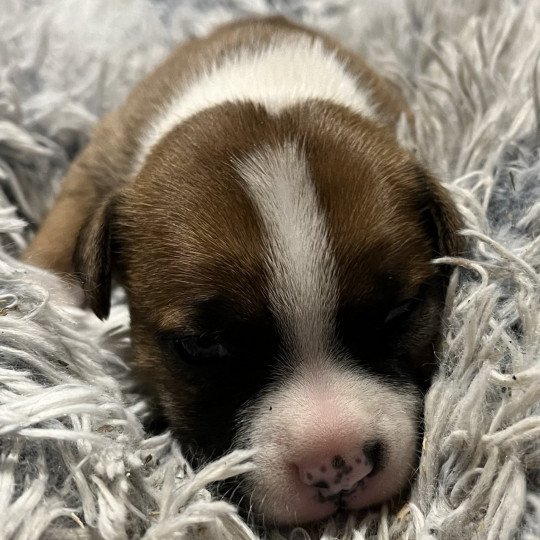 chiot Staffordshire bull terrier Pie rouge Valhalla Du clan de Sparte