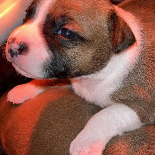 chiot Staffordshire bull terrier Pie rouge Valhalla Du clan de Sparte