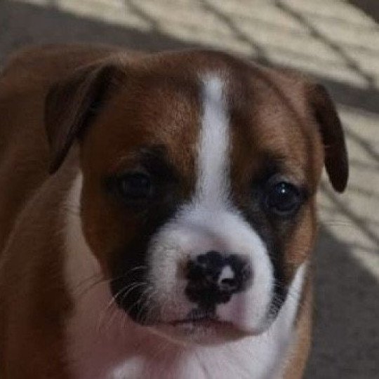 chiot Staffordshire bull terrier Pie rouge Valhalla Du clan de Sparte