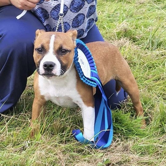 chiot Staffordshire bull terrier Pie rouge Valhalla Du clan de Sparte