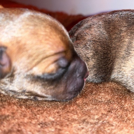 chiot Staffordshire bull terrier Fauve masque noir Du clan de Sparte