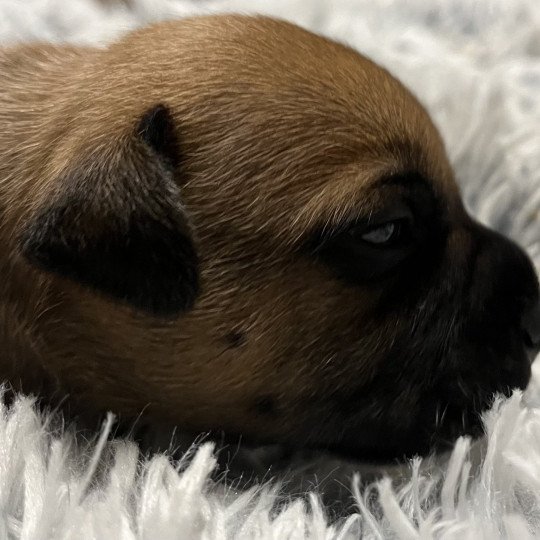 chiot Staffordshire bull terrier Fauve masque noir Vulcain Du clan de Sparte