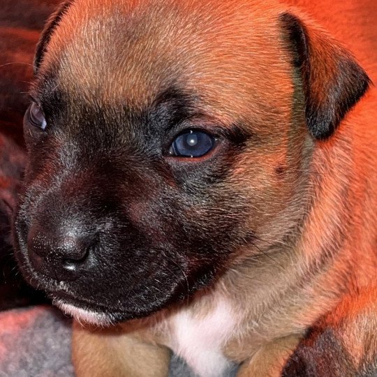 chiot Staffordshire bull terrier Fauve masque noir Vulcain Du clan de Sparte