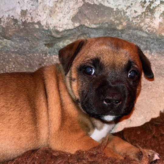 Vulcain Du clan de Sparte Mâle Staffordshire bull terrier