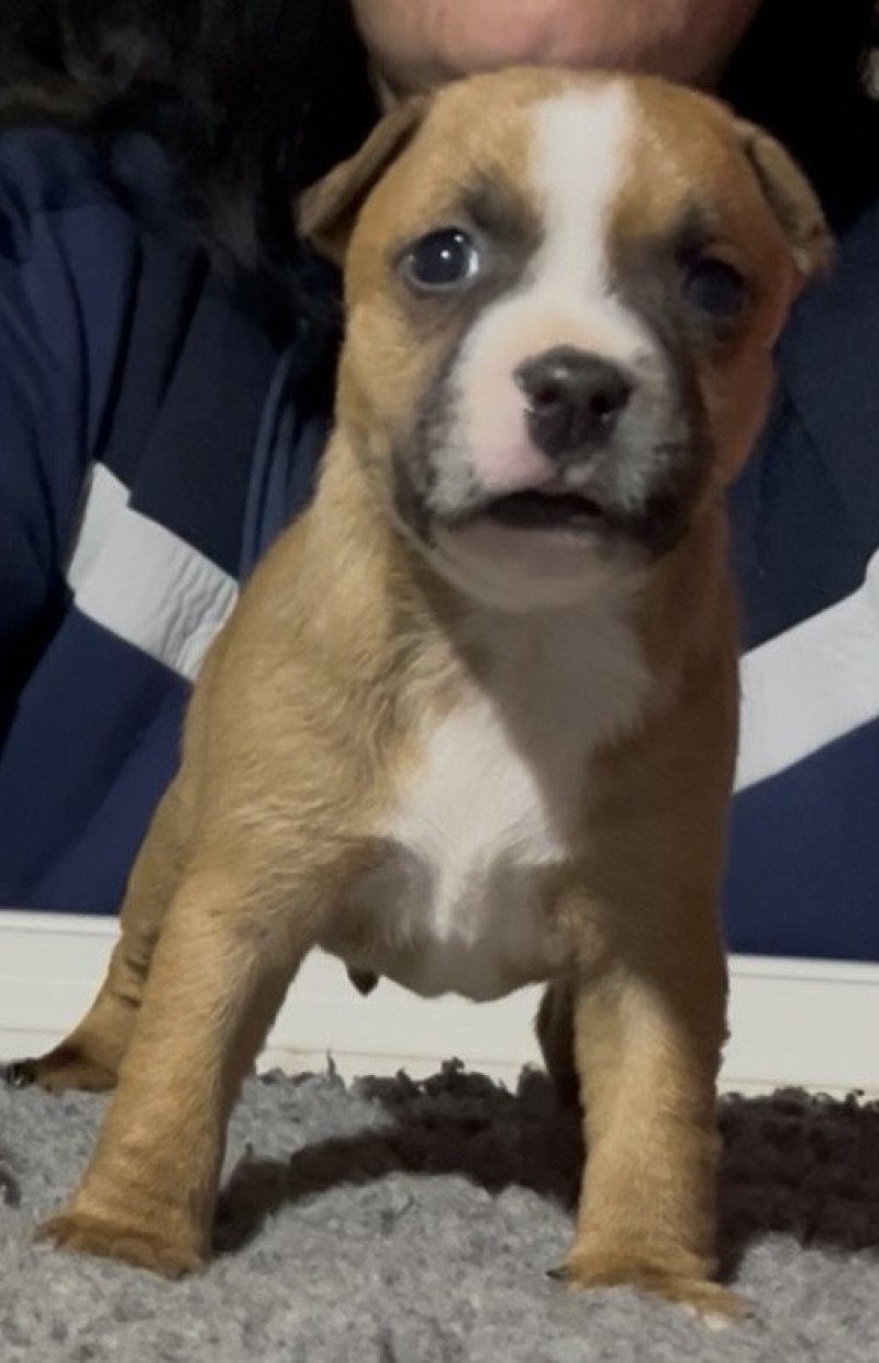 Artémis Du clan de Sparte Femelle Staffordshire bull terrier