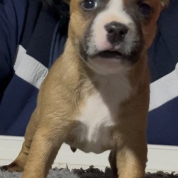 chiot Staffordshire bull terrier Rouge collier blanc Artémis Du clan de Sparte chiot Staffordshire bull terrier Rouge collier blanc Artémis Du clan de Sparte