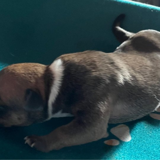 chiot Staffordshire bull terrier Du clan de Sparte