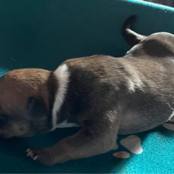 chiot Staffordshire bull terrier Du clan de Sparte chiot Staffordshire bull terrier Du clan de Sparte