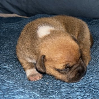 chiot Staffordshire bull terrier Aphrodite Du clan de Sparte chiot Staffordshire bull terrier Aphrodite Du clan de Sparte