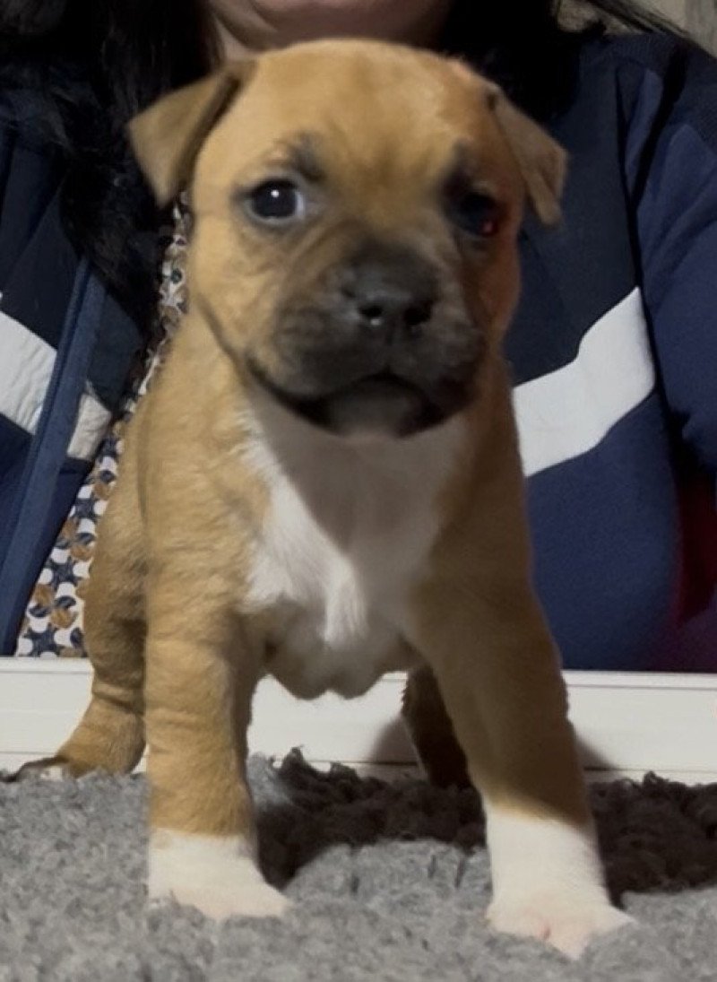 Aphrodite Du clan de Sparte Femelle Staffordshire bull terrier