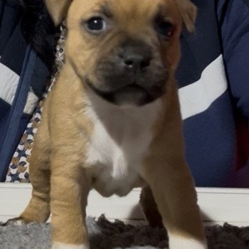 chiot Staffordshire bull terrier Aphrodite Du clan de Sparte chiot Staffordshire bull terrier Aphrodite Du clan de Sparte