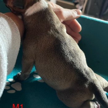 chiot Staffordshire bull terrier Du clan de Sparte chiot Staffordshire bull terrier Du clan de Sparte