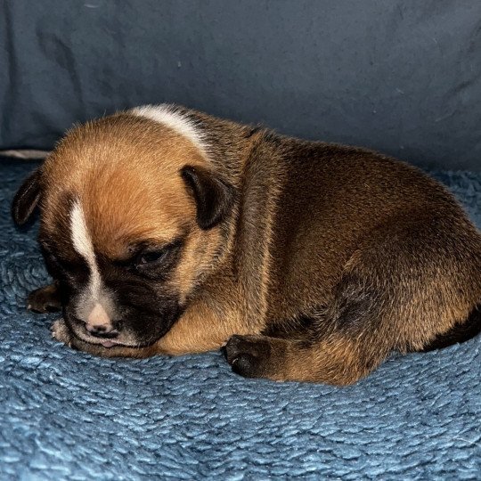 chiot Staffordshire bull terrier Apollon Du clan de Sparte