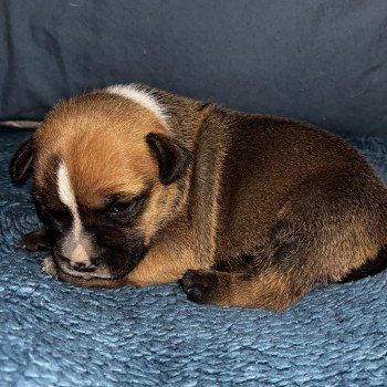 chiot Staffordshire bull terrier Apollon Du clan de Sparte chiot Staffordshire bull terrier Apollon Du clan de Sparte
