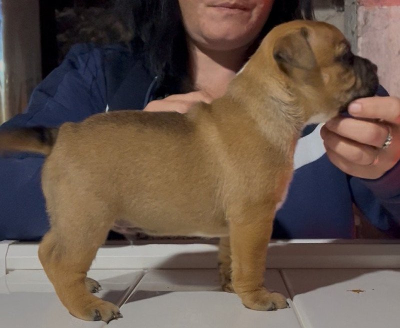 Apollon Du clan de Sparte Mâle Staffordshire bull terrier