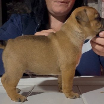 chiot Staffordshire bull terrier Apollon Du clan de Sparte chiot Staffordshire bull terrier Apollon Du clan de Sparte