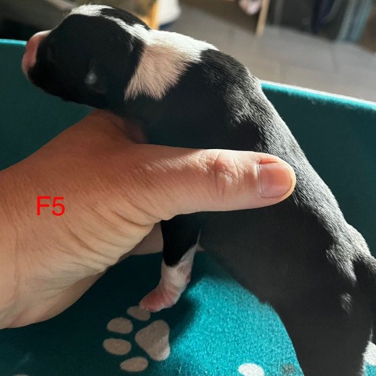 chiot Staffordshire bull terrier Du clan de Sparte