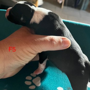 chiot Staffordshire bull terrier Du clan de Sparte chiot Staffordshire bull terrier Du clan de Sparte