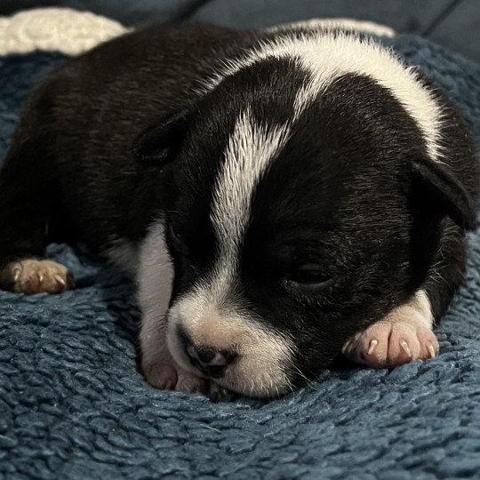 chiot Staffordshire bull terrier Ariane Du clan de Sparte
