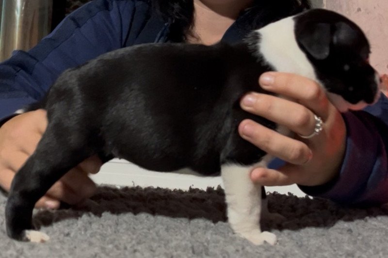 Ariane Du clan de Sparte Femelle Staffordshire bull terrier
