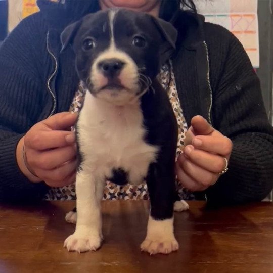 chiot Staffordshire bull terrier Ariane Du clan de Sparte