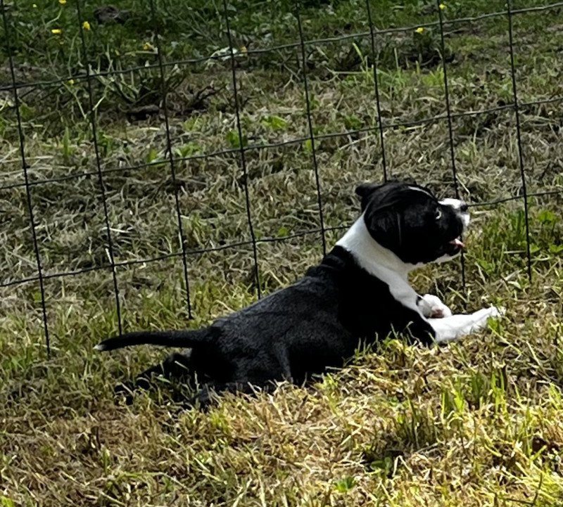 Ariane Du clan de Sparte Femelle Staffordshire bull terrier