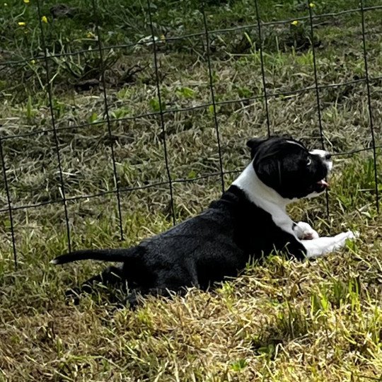 chiot Staffordshire bull terrier Ariane Du clan de Sparte