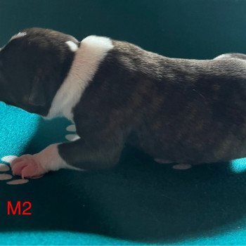 chiot Staffordshire bull terrier Du clan de Sparte chiot Staffordshire bull terrier Du clan de Sparte