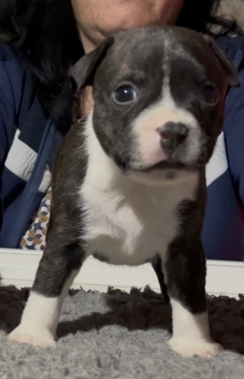 Adès Du clan de Sparte Mâle Staffordshire bull terrier