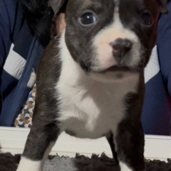chiot Staffordshire bull terrier Adès Du clan de Sparte chiot Staffordshire bull terrier Adès Du clan de Sparte