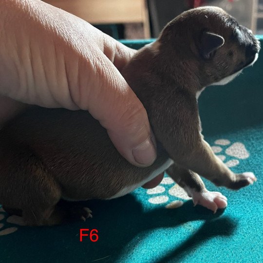 chiot Staffordshire bull terrier Du clan de Sparte