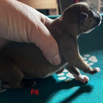 chiot Staffordshire bull terrier Du clan de Sparte chiot Staffordshire bull terrier Du clan de Sparte