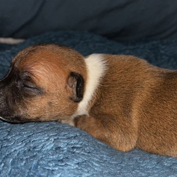 chiot Staffordshire bull terrier Athena Du clan de Sparte chiot Staffordshire bull terrier Athena Du clan de Sparte