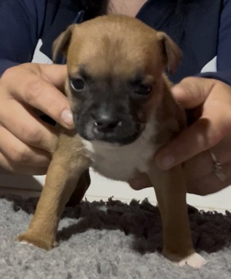 Athena Du clan de Sparte Femelle Staffordshire bull terrier