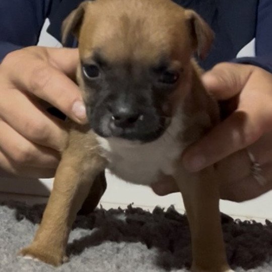 Athena Du clan de Sparte Femelle Staffordshire bull terrier