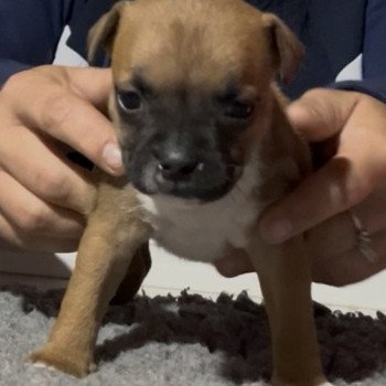 chiot Staffordshire bull terrier Athena Du clan de Sparte chiot Staffordshire bull terrier Athena Du clan de Sparte