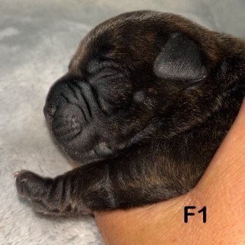 chiot Staffordshire bull terrier Du clan de Sparte chiot Staffordshire bull terrier Du clan de Sparte