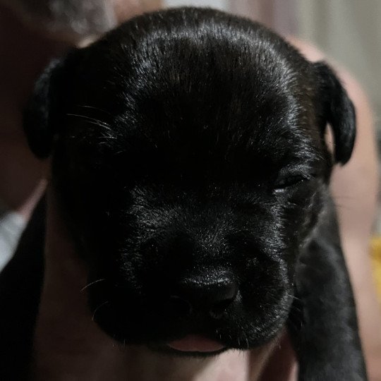 chiot Staffordshire bull terrier Du clan de Sparte